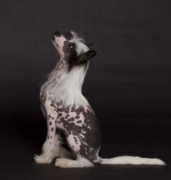 Amazing Graze Quickly in Love