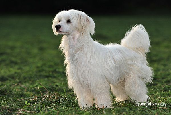 Paradise Bird Fantasy Island