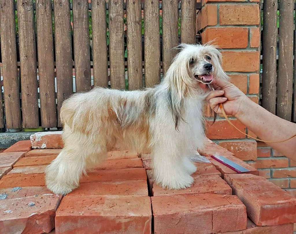 Ginger Star Mali Zmaj