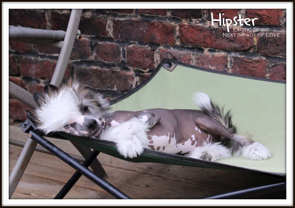 Exotic Spirit Next Impact of Love