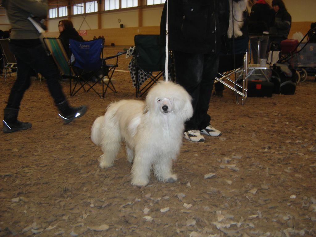 Kedveshazi Indiana Jones