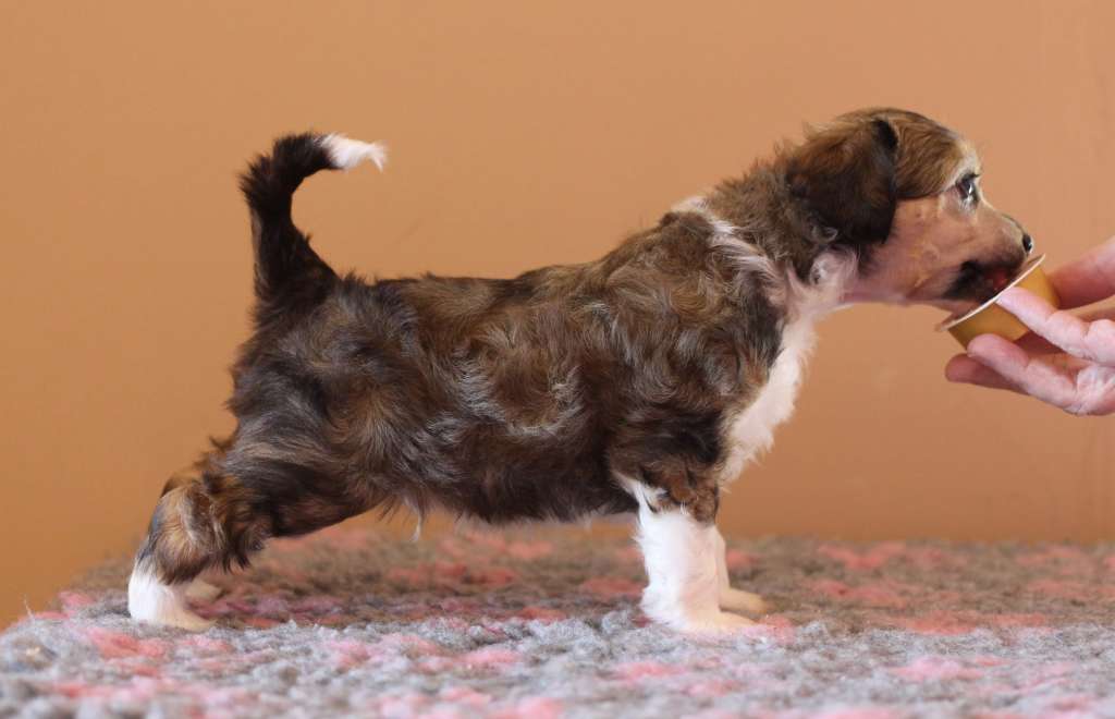 Artic Flyer's Yes Man