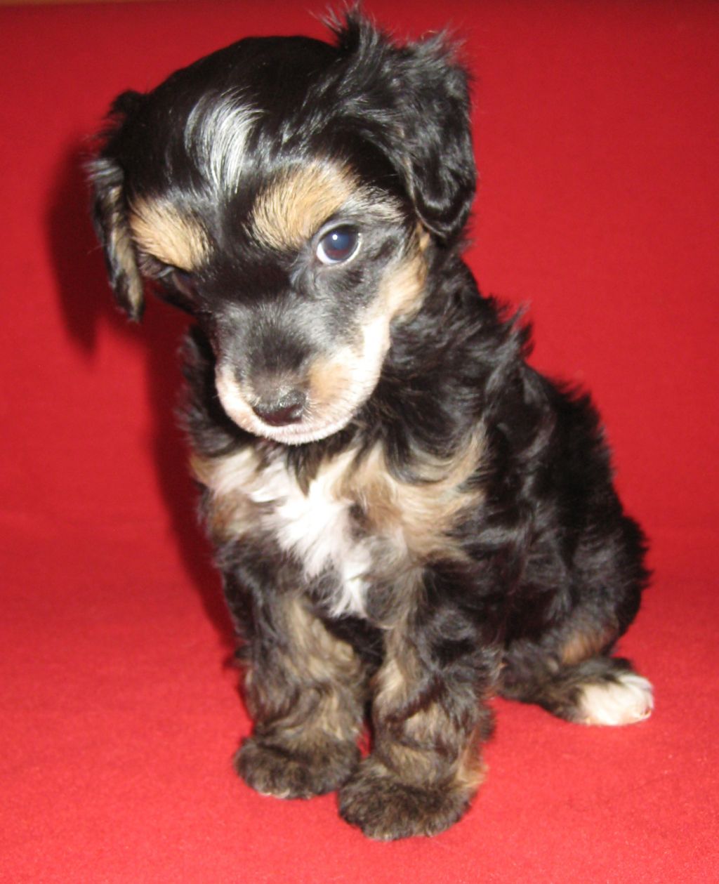 Aslan Diamond of the Night