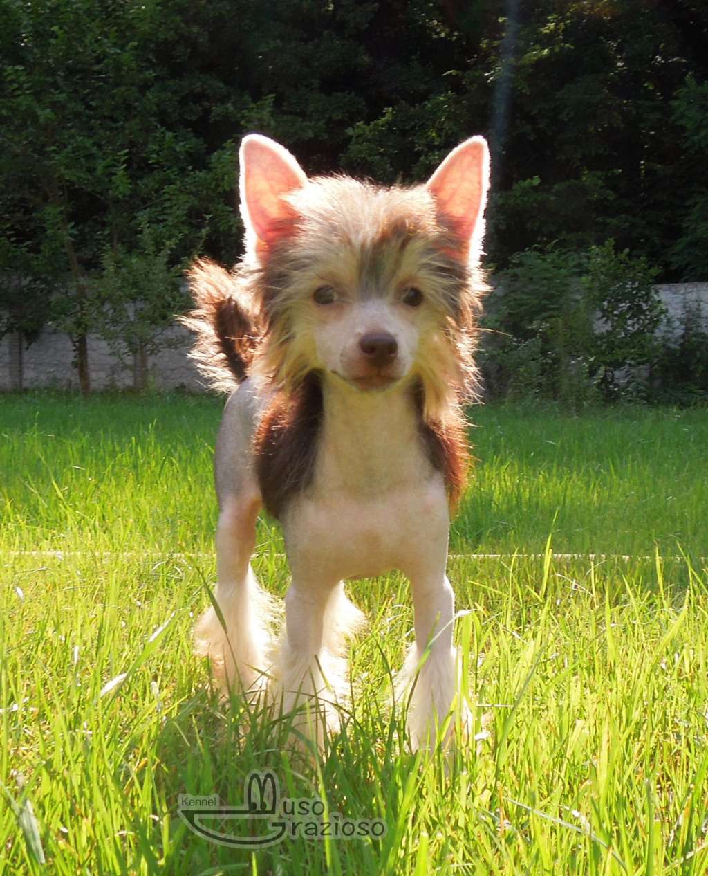 Muso Grazioso Leah Voice of Your Soul