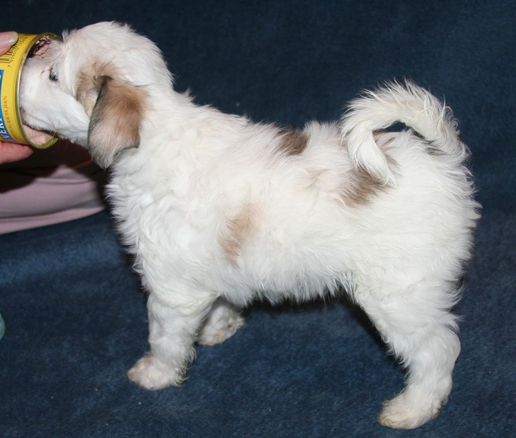 Reject's Twister Thirteen