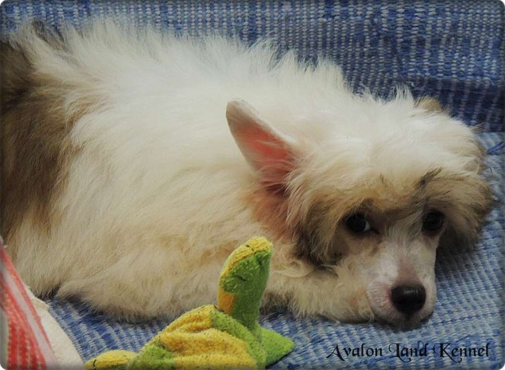 David Pp Of Avalon Land