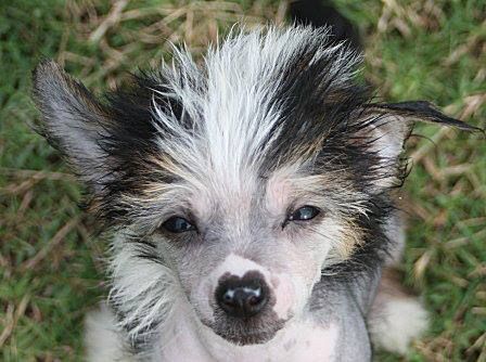 Jonbrecy's Love Me Tender At Malibra