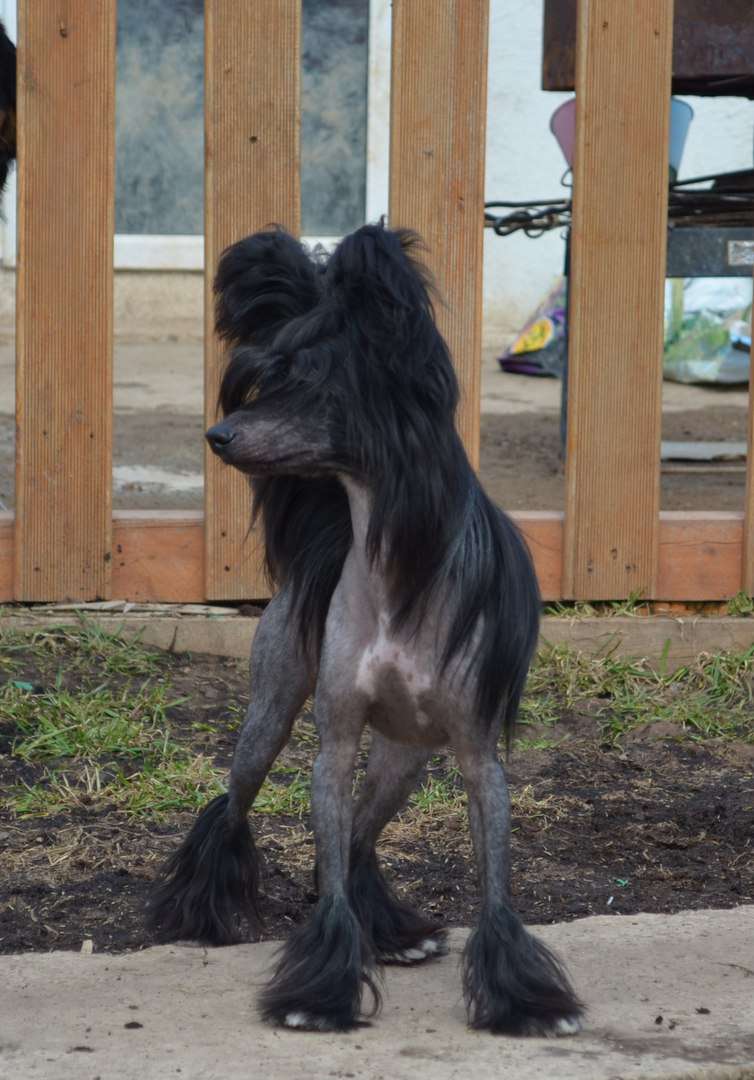 Ognenny Lotos Vavilon