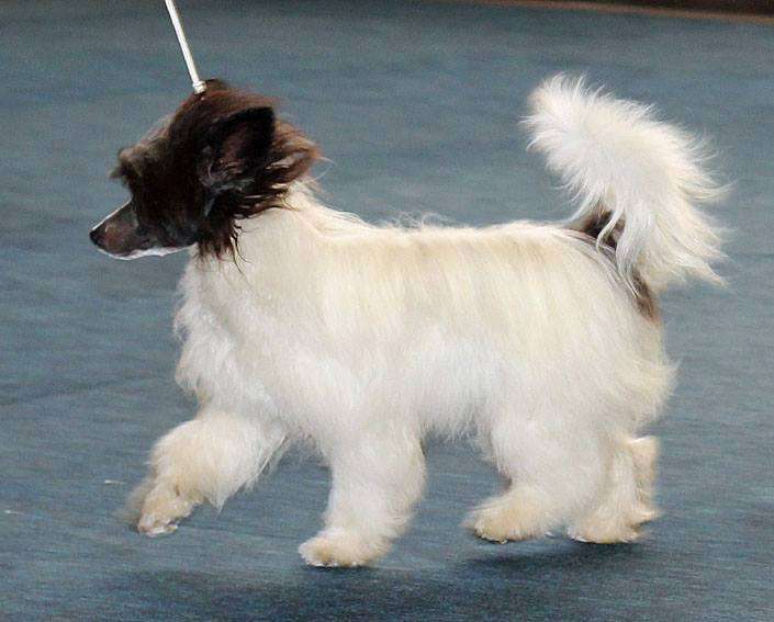 Proud Pony Butterfly