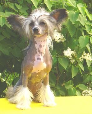 Spotborne Knock You Out