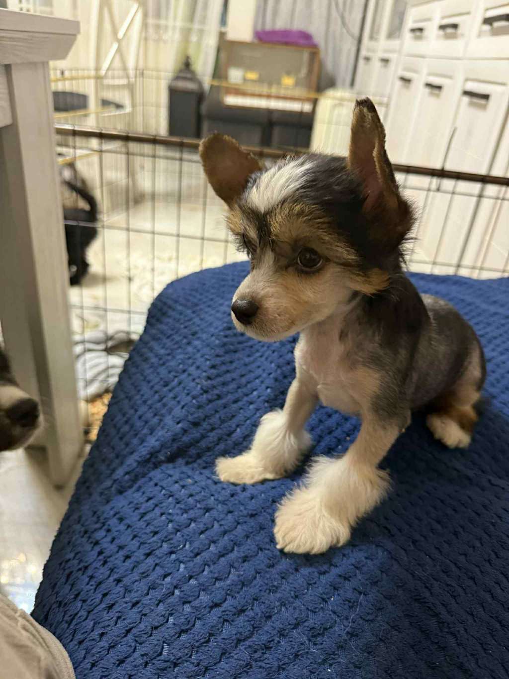 Inka Kings of Dreams