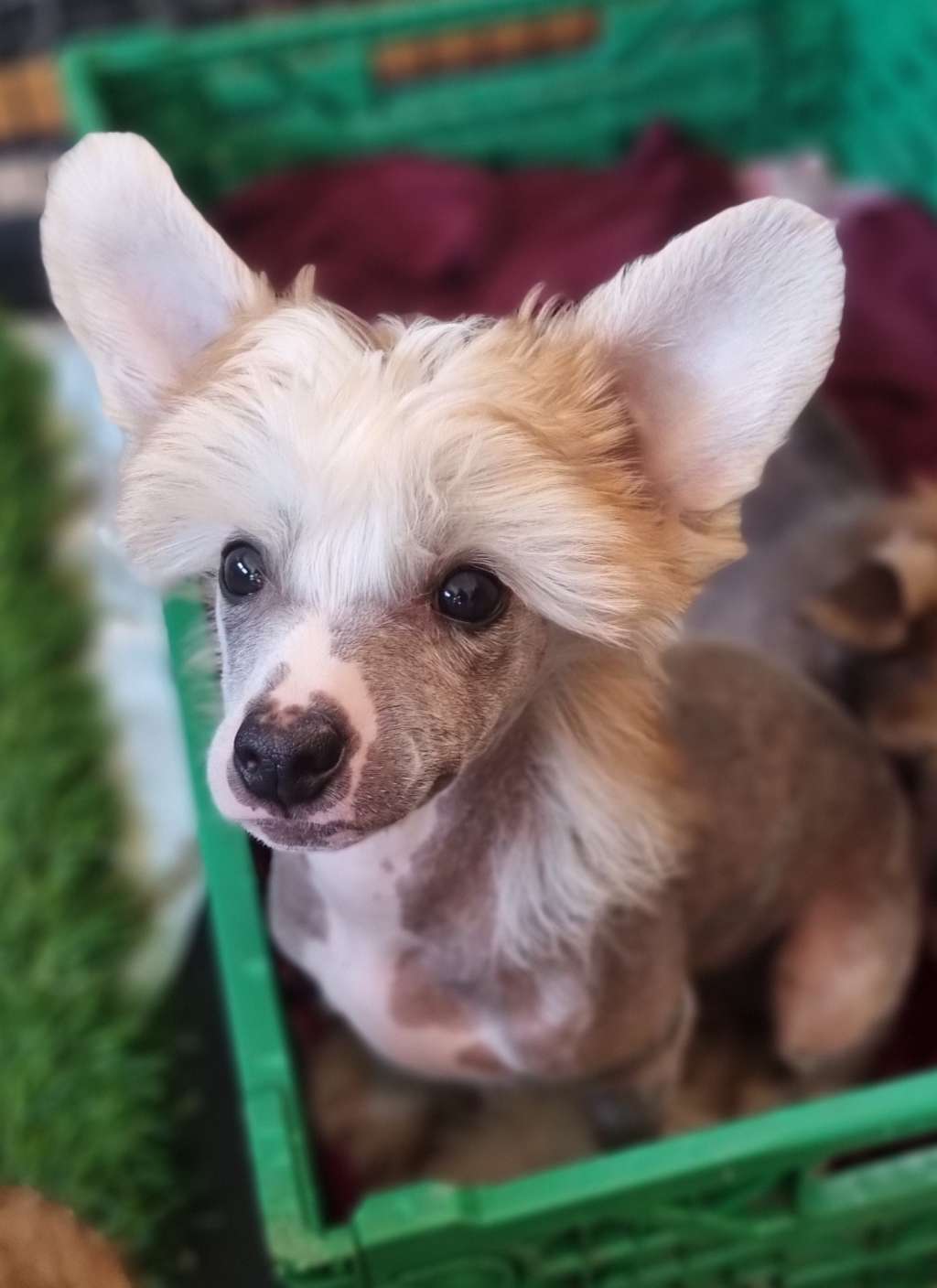 Crested Vixen's Yo Mr Limp Bizkit