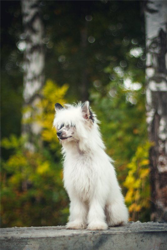 Star Dynasty Anabel Gorgeous