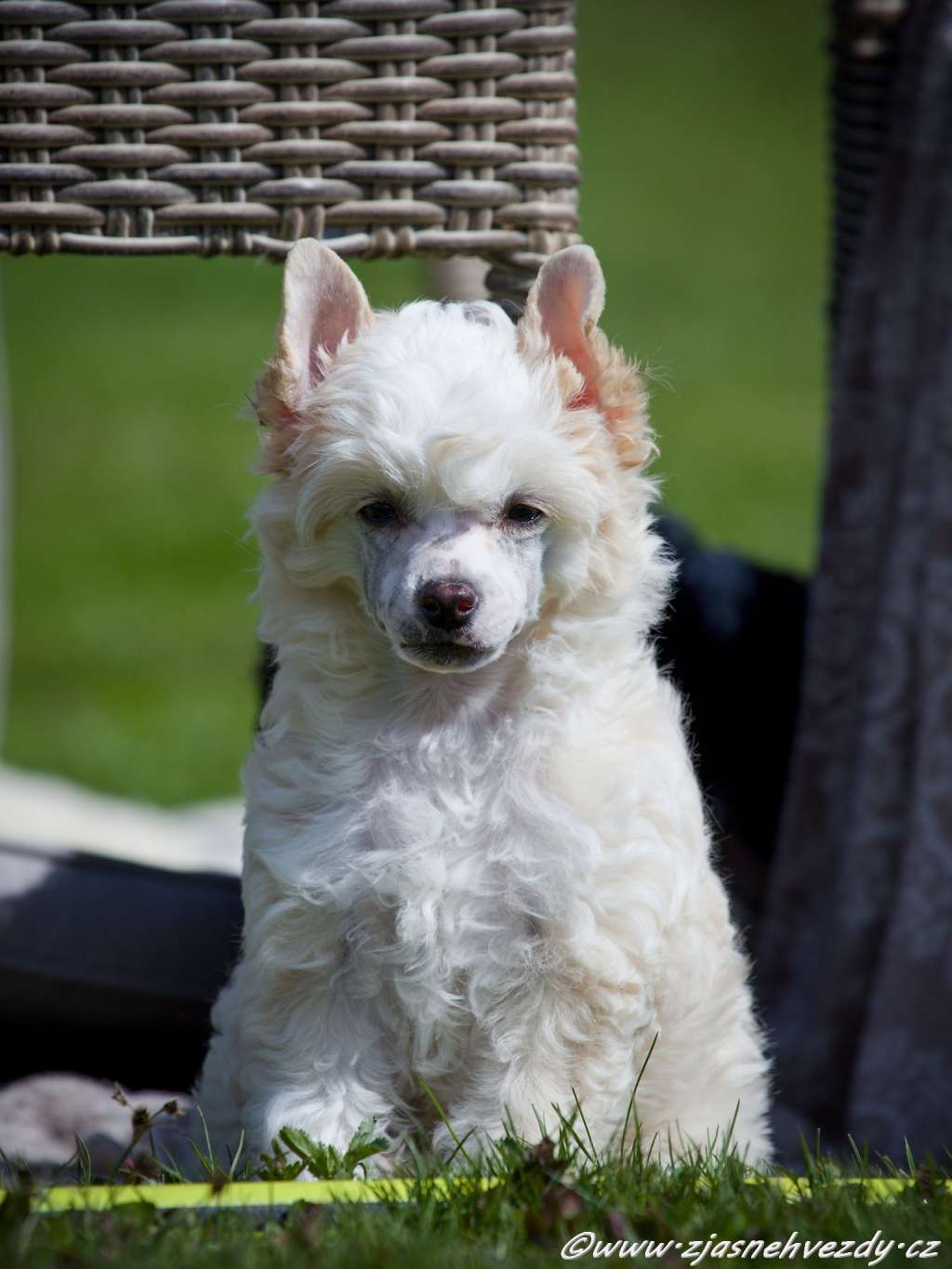 Zaffir z Jasne hvezdy