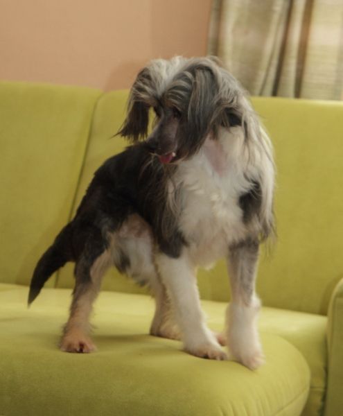 Orchidea Z Jasne Hvezdy