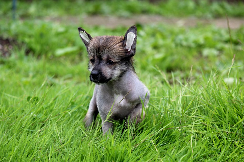 Rus Terra Tconi Tcai