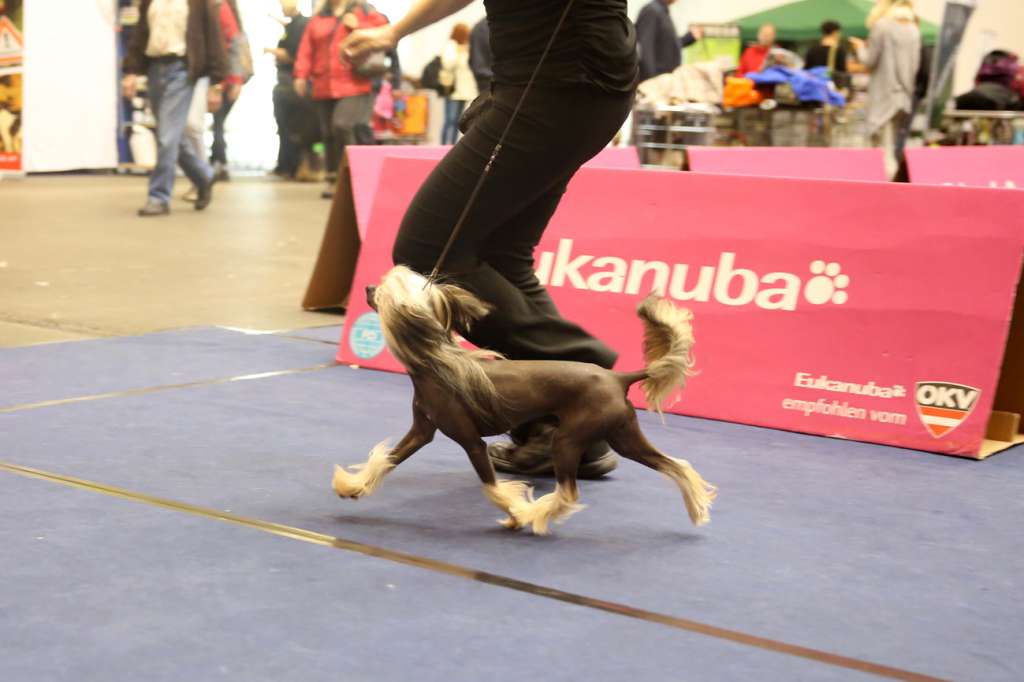 Incanto Del Mondo Kiwi Star Moulin Rouge