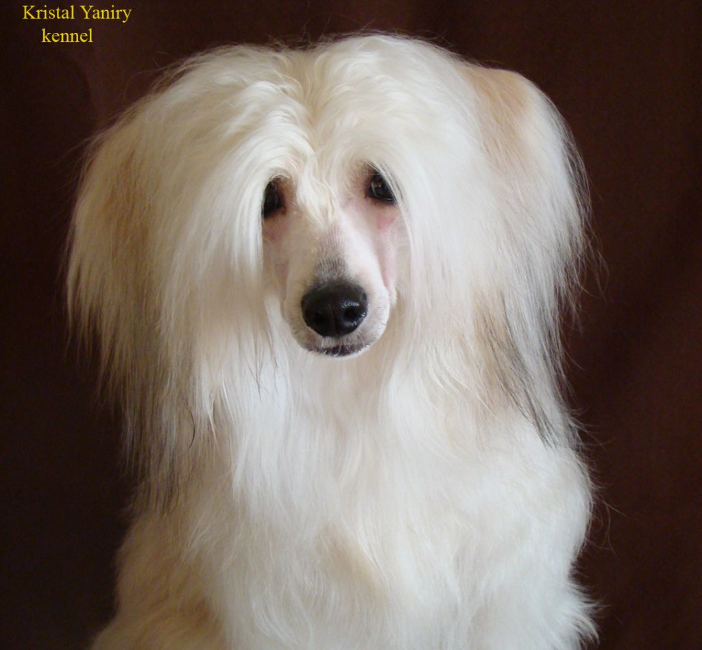 Kristal Yaniry  Maraiya