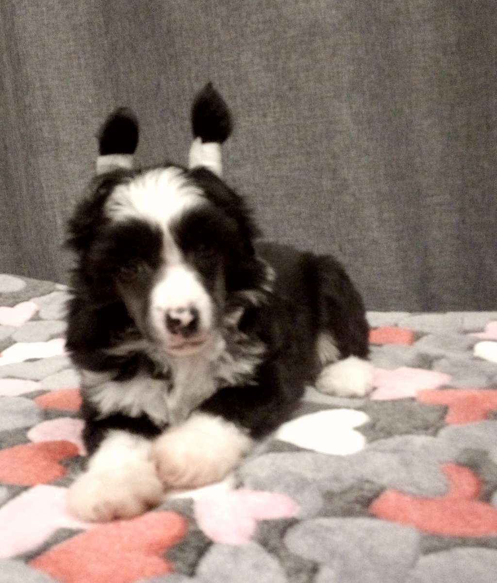 TVIX Romantico Reggae