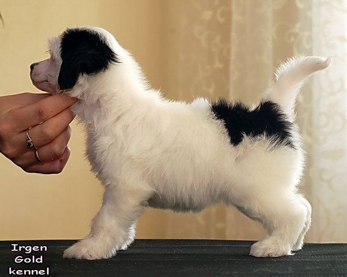 Irgen Gold Panda Polaric