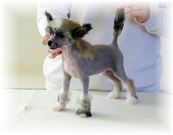 Rimabra's Hug Me Judge