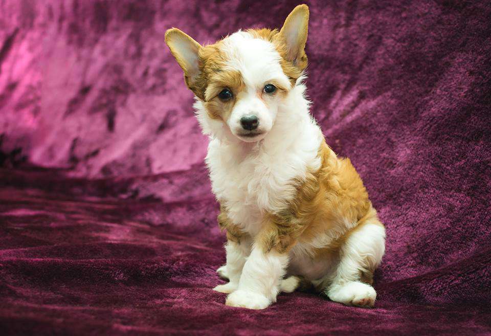 Cvetana Princess Lily Amber Ray