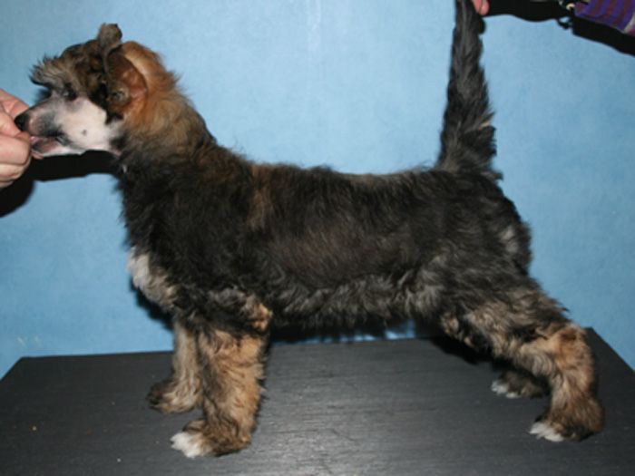 Kaa Won's Crazy Pineapple