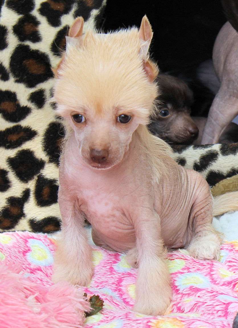 Something Else Sweetty Love