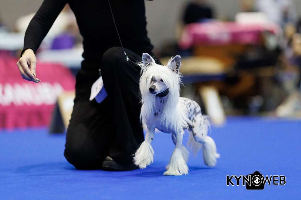 Kristian Toutou Velu