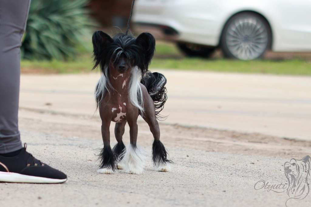 Gucci Bloom Olyuti Gattaca