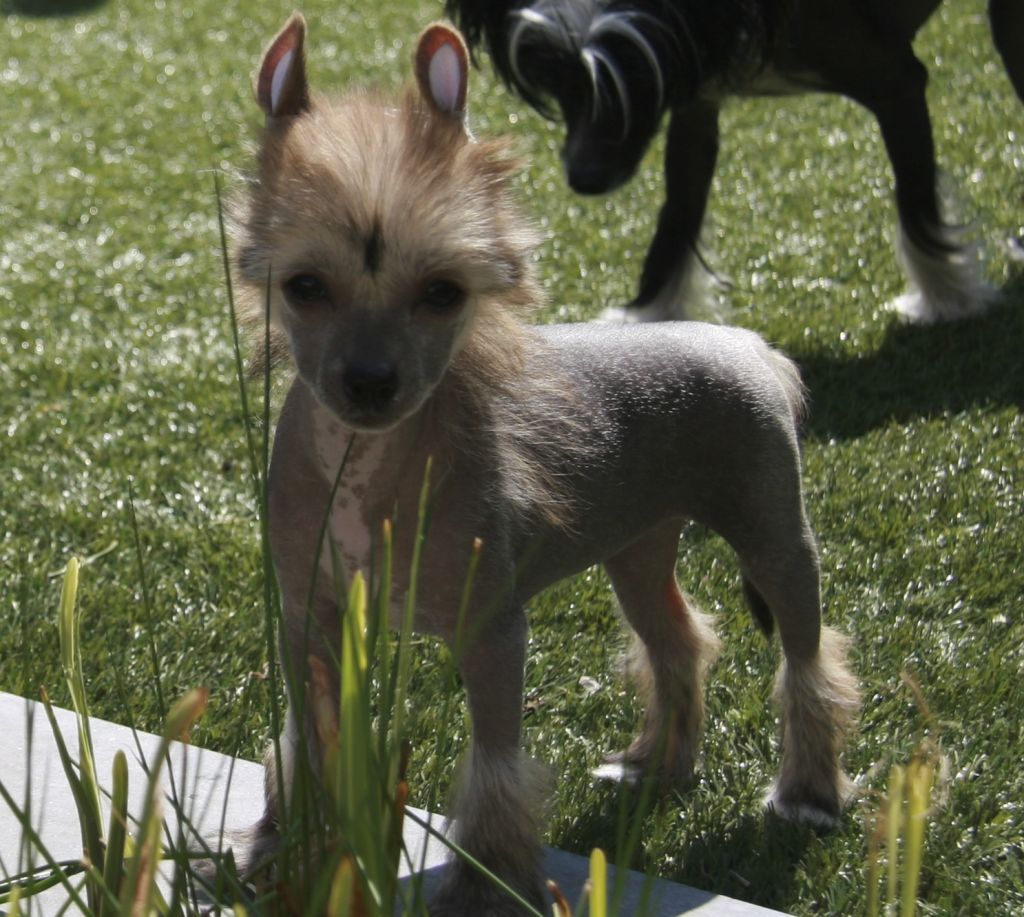 Macaria From China with love