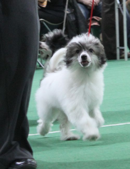 Angel O' Check Nochnaya Fialka.