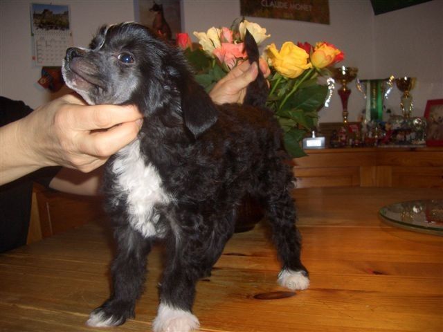 I Feel Lucky Fantasy Island