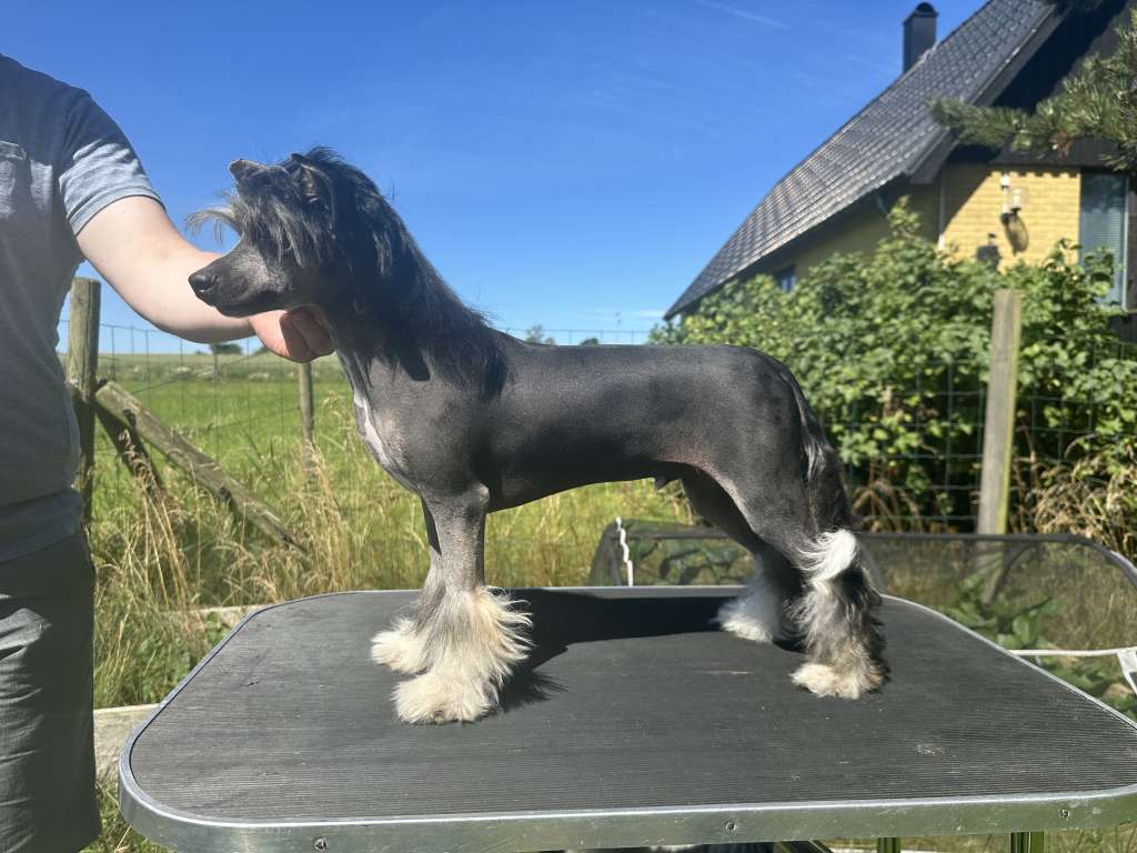 Kalimera's Will Ferrell