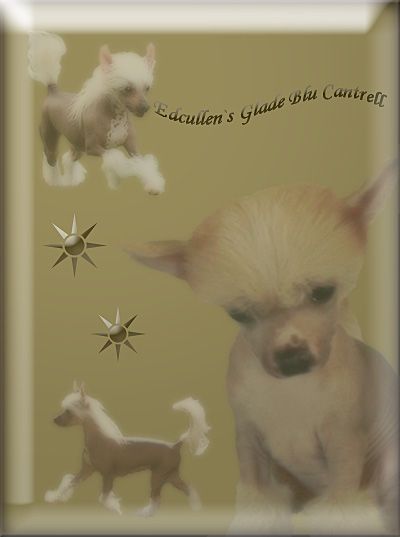 Edcullen's Glade Blu Cantrell