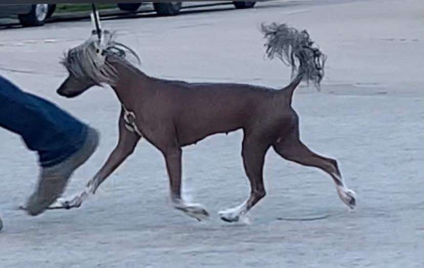 Gracieux-Jhen Romance in Jamaica