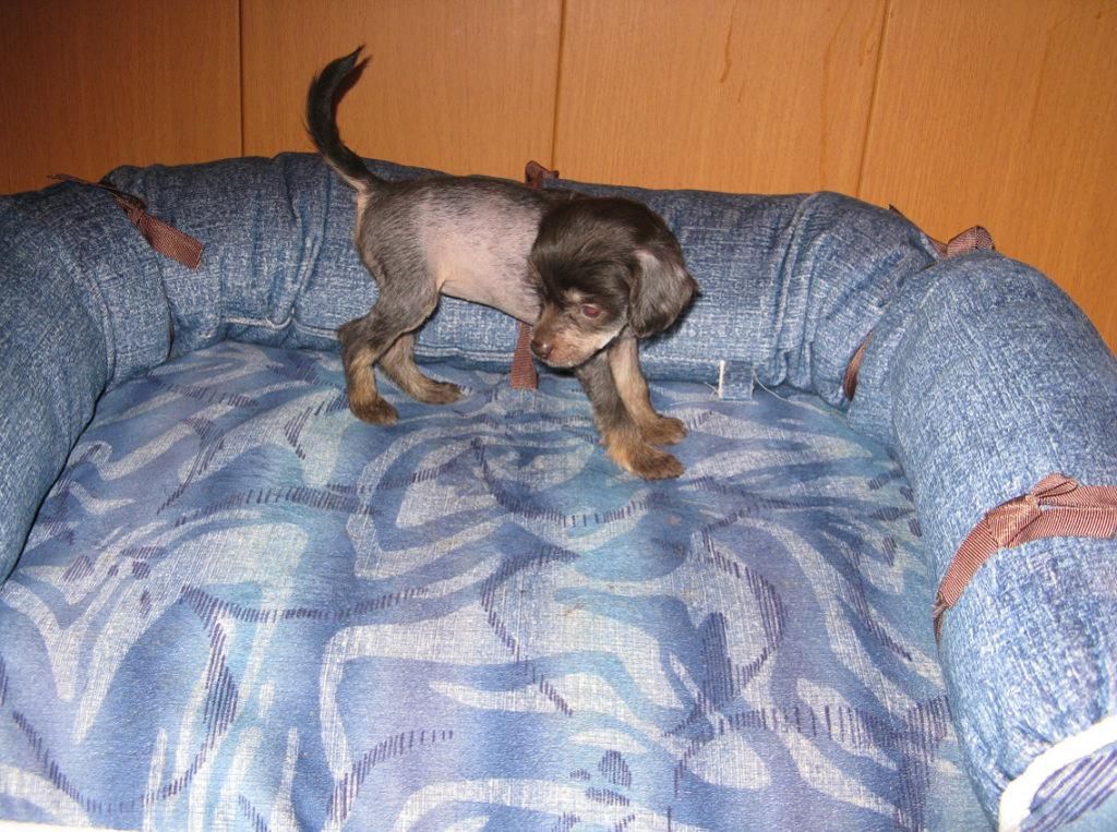 Ram Ninel Vitaliya Syun'