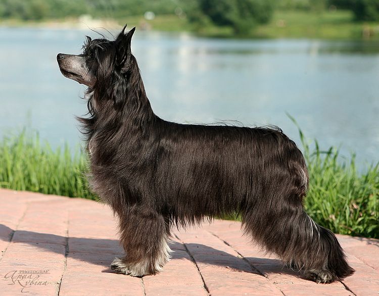 Dogland Happy Sweet Fairy Tale