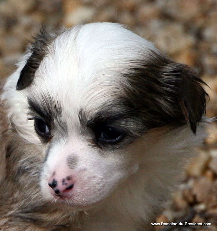 Great Pretender du Domaine du Président