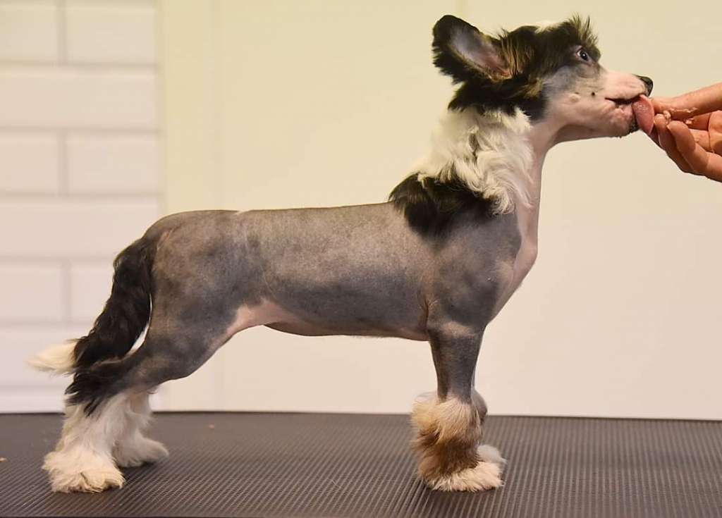 Jean Dark Get Your Shine On