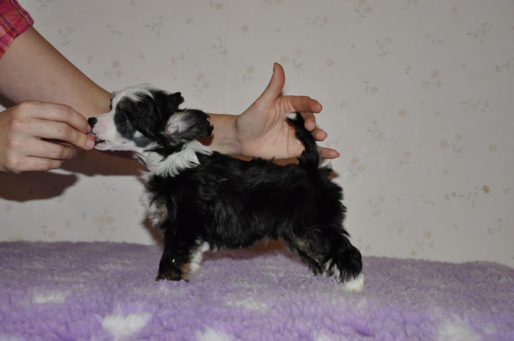 Pinky Twinky Pretty Premium