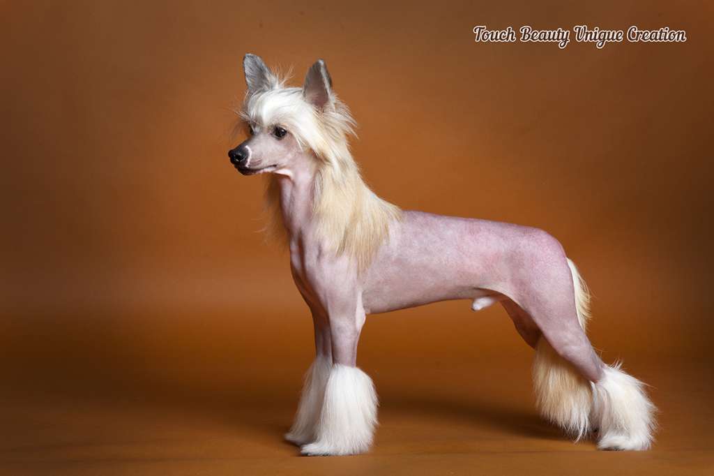 Touch Beauty Unigue Creation