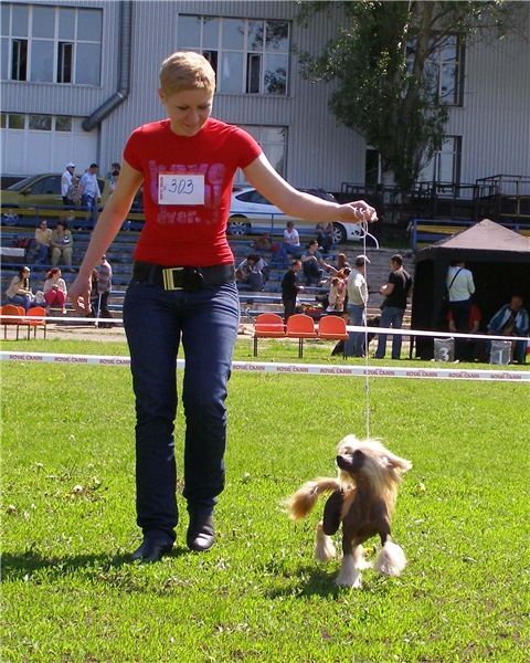 Karnelius Toyota Avensis