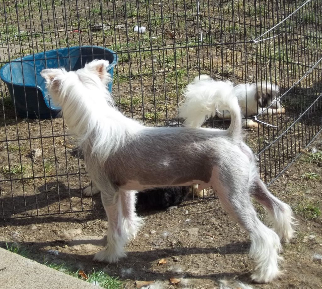 Cazianik Rocky Rocket