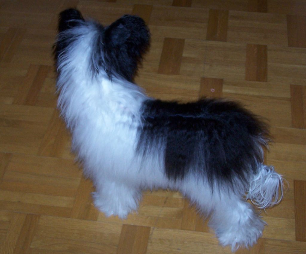 Amelion's La Raya Abra