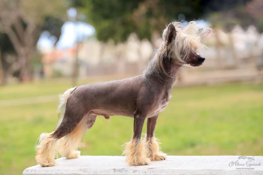 Victory's Laurel Fill My Heart