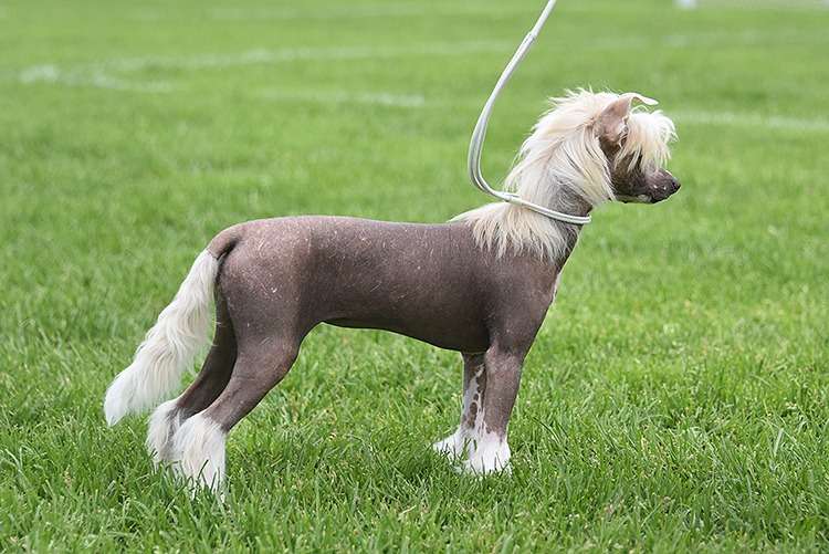 Xodix Grace Of Anael