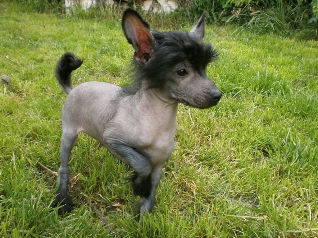 Akino of mystic Star