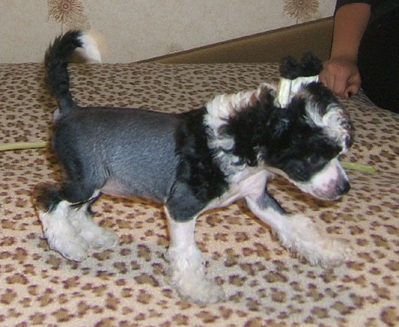 Shanel Glamour Yarmina Black Flower