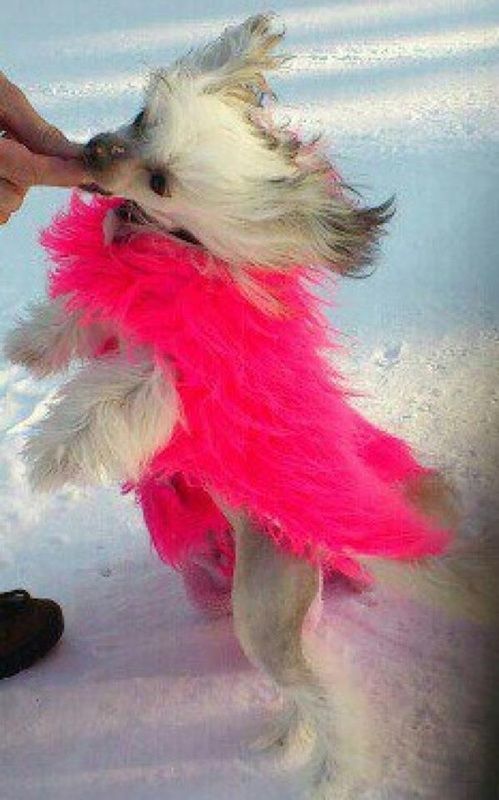 Julie's Precious Ride The Lightning